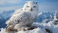 Majestic eagle owl perching on snowy mountain branch, staring fiercely generated by AI Royalty Free Stock Photo