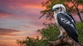 Majestic Philippine Eagle Perched on a Branch Against a Vibrant Sunset Sky Royalty Free Stock Photo