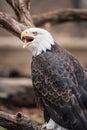 Majestic eagle perched on a gnarled tree branch, its beak wide open as if ready to take flight Royalty Free Stock Photo