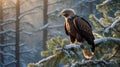 Golden Eagle Majestic Perch in Snowy Winter Forest Scene Royalty Free Stock Photo