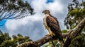 A Majestic Eagle Perched On A Tall Tree Branch With A Blue Sky A