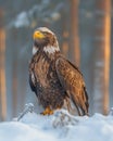 Majestic Bald Eagle in Winter Landscape Royalty Free Stock Photo