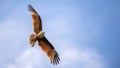 Majestic eagle soaring in the blue sky, the beautiful wingspan of a Brahminy Kite eagle close up detailed shot