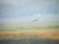 Majestic Eagle Soaring Over a Serene Lake