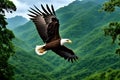 Majestic Eagle Soaring Over Verdant Peaks