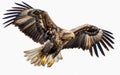 Majestic eagle soaring with wings fully spread, detailed feather patterns visible against a light backdrop.