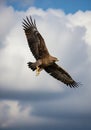 A majestic eagle soars against a backdrop of dramatic clouds. Its wings are fully Royalty Free Stock Photo