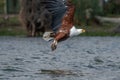 Majestic eagle soars gracefully through the sky above a vast expanse of glistening water