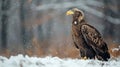 Majestic White-tailed Eagle in Winter Snowstorm Royalty Free Stock Photo