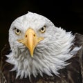 an eagle is looking forward and with large, white feathers Royalty Free Stock Photo