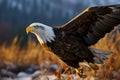 Majestic eagles closeup, dominating a sunlit field during the day