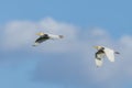 Majestic Egrets soaring through a pristine blue sky, gracefully gliding in unison across the horizon Royalty Free Stock Photo