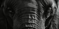 Majestic Elephant Face in Black and White Royalty Free Stock Photo