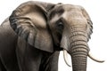 Majestic Elephant on White Background for Posters and Web.