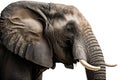 Majestic Elephant on White Background for Posters and Web.