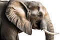 Majestic Elephant on White Background for Posters and Web.