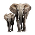 Majestic Elephant in Wild Safari Wildlife Close Up, Generative Ai Royalty Free Stock Photo