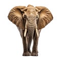 Majestic Elephant in Wild Safari Wildlife Close Up, Generative Ai Royalty Free Stock Photo