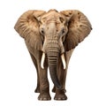 Majestic Elephant in Wild Safari Wildlife Close Up, Generative Ai Royalty Free Stock Photo