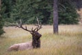 Majestic elk (Cervus canadensis) sitting in the grass Royalty Free Stock Photo