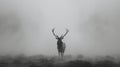 Majestic elk in morning fog antlers piercing through mystical black and white landscape Royalty Free Stock Photo