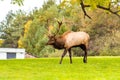 Majestic elk in an open grassland with its impressive antlers in Benezette, Pennsylvania