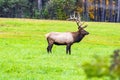 Majestic elk in an open grassland with its impressive antlers in Benezette, Pennsylvania Royalty Free Stock Photo