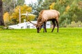 Majestic elk in an open grassland with its impressive antlers in Benezette, Pennsylvania