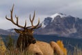 Majestic Elk Royalty Free Stock Photo