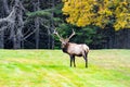 Majestic elk standing in an open grassland with its impressive antlers in Benezette, Pennsylvania Royalty Free Stock Photo