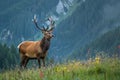 Majestic Elk Stands on Lush Green Field Royalty Free Stock Photo