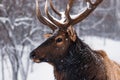 an elk with large antlers standing in the snow,