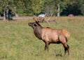 Majestic Elk and Traffic Royalty Free Stock Photo