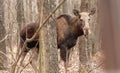 Majestic elk in the wood Royalty Free Stock Photo