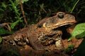 Majestic or eminent cane toad in the rainforest of south america, also a major threat in Australia Royalty Free Stock Photo