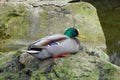 A Majestic Encounter: A Beautiful Drake Perched on a Rock in the Carp Pond of DÃ¼sseldorf's Nordpark Japanese Garden Royalty Free Stock Photo