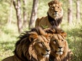 Majestic Encounter: Lions Embrace the Wild at Sunset