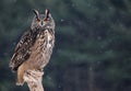 Majestic Eurasian Eagle-Owl