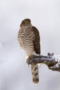 Majestic eurasian sparrowhawk sitting on branch in winter.