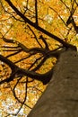 Majestic European beech tree with autumnal colored leaves