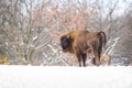 Majestic european bison male looking angry in white snowy woodland