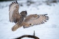 Majestic European eagle owl soars above a wintery landscape.