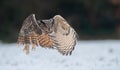 Majestic European eagle owl soars above a wintery landscape.