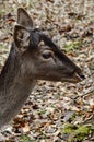 Majestic European fallow deer (Dama dama) in a lush forest surrounded by vibrant green foliage