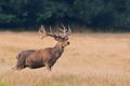 A majestic european red deer standing on the meadow.