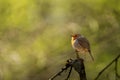 Majestic european robin bird perched atop a weathered tree branch