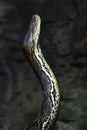 Majestic exotic snake in detail capture with a rocky area