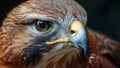 Majestic Falcon Close-Up Focused Eyes of a Predatory Hunter