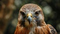 Majestic Falcon Close-Up Focused Eyes of a Predatory Hunter