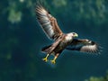 Majestic Falcon Over the Forest